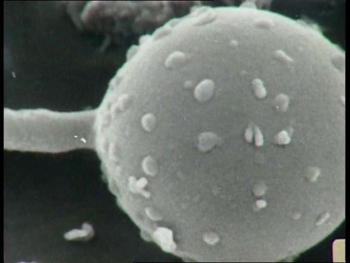 Vision microscopica de espora. Imagen de sciencepics.org con licencia Creative Commons 